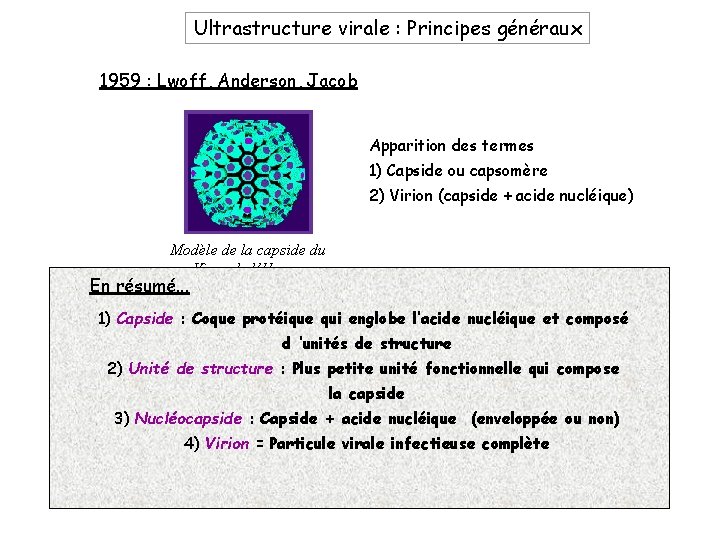 Ultrastructure virale : Principes généraux 1959 : Lwoff, Anderson, Jacob Apparition des termes 1)