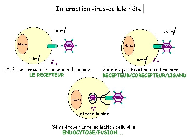 Interaction virus-cellule hôte extra. C Noyau intra. C 1ère étape : reconnaissance membranaire LE
