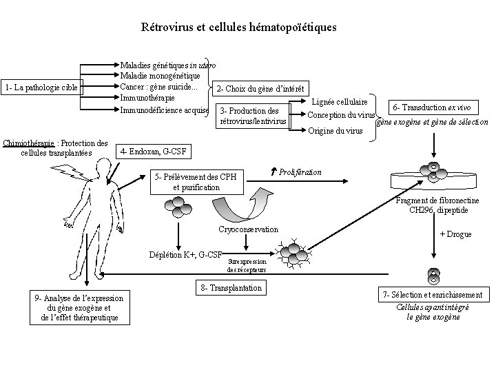 Rétrovirus et cellules hématopoïétiques 1 - La pathologie cible Chimiothérapie : Protection des cellules