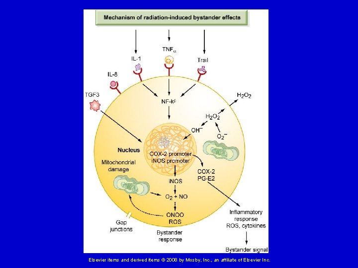 Elsevier items and derived items © 2008 by Mosby, Inc. , an affiliate of