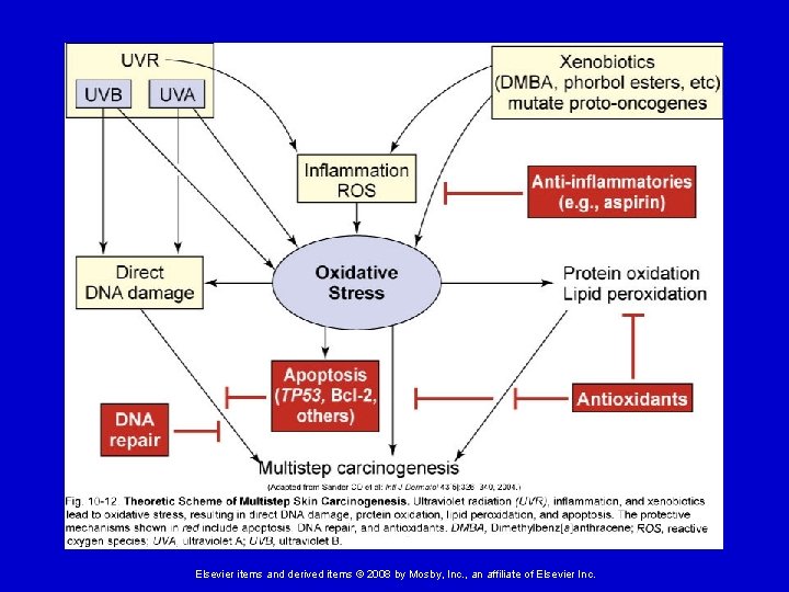 Elsevier items and derived items © 2008 by Mosby, Inc. , an affiliate of