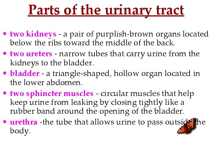 Parts of the urinary tract • two kidneys - a pair of purplish-brown organs