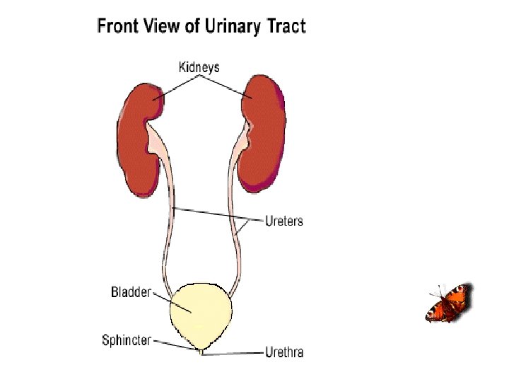 URINARY TRACT INFECTION IN PREGNANCY A urinary tract