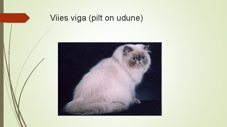 Viies viga (pilt on udune) 