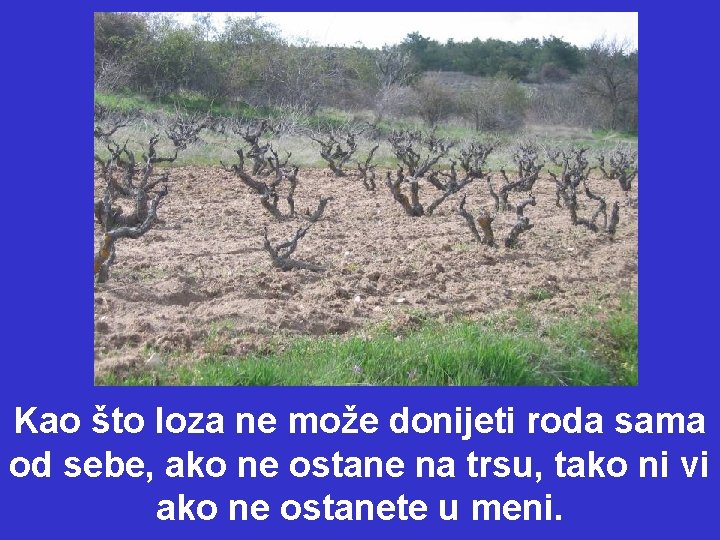 Kao što loza ne može donijeti roda sama od sebe, ako ne ostane na