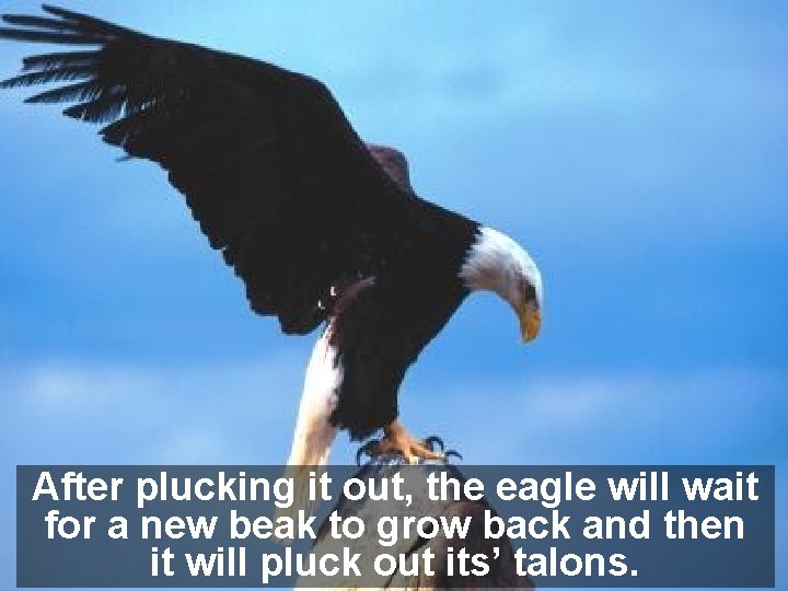 After plucking it out, the eagle will wait for a new beak to grow