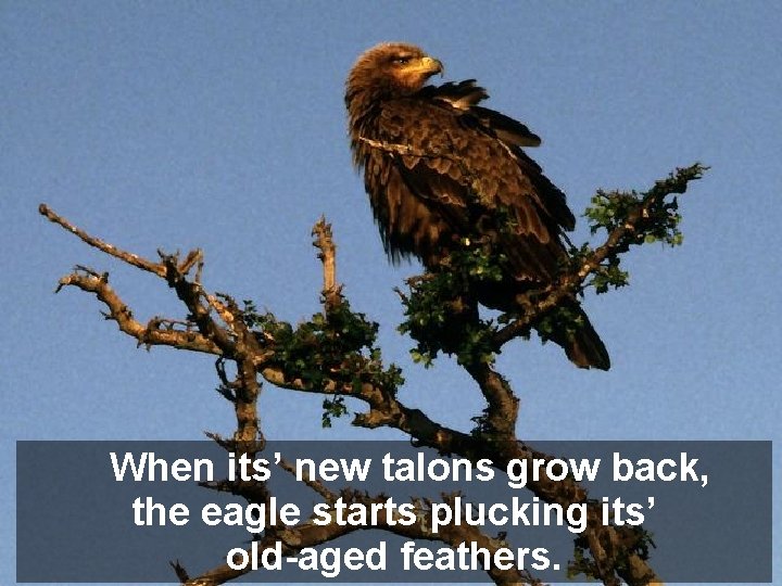 When its’ new talons grow back, the eagle starts plucking its’ old-aged feathers. 