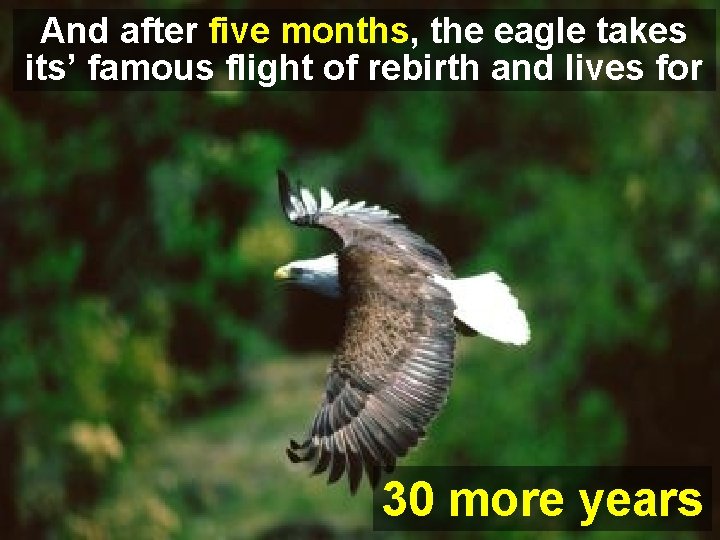 And after five months, the eagle takes its’ famous flight of rebirth and lives