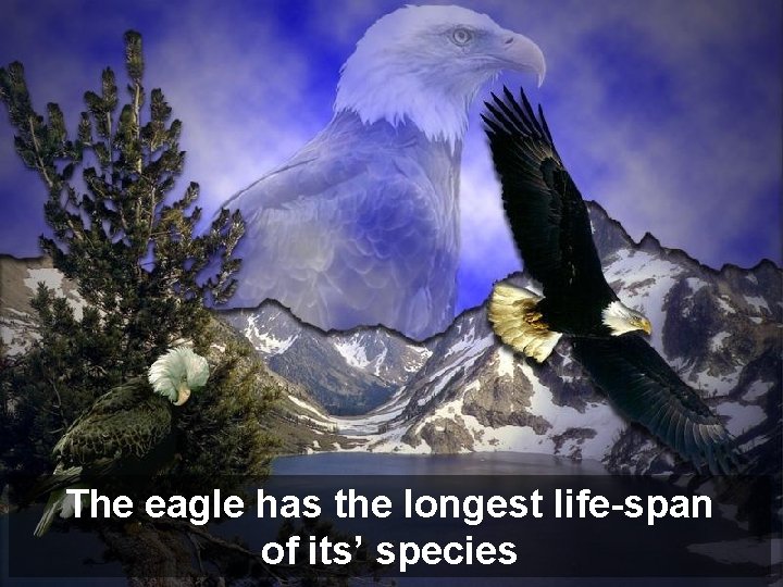 The eagle has the longest life-span of its’ species 