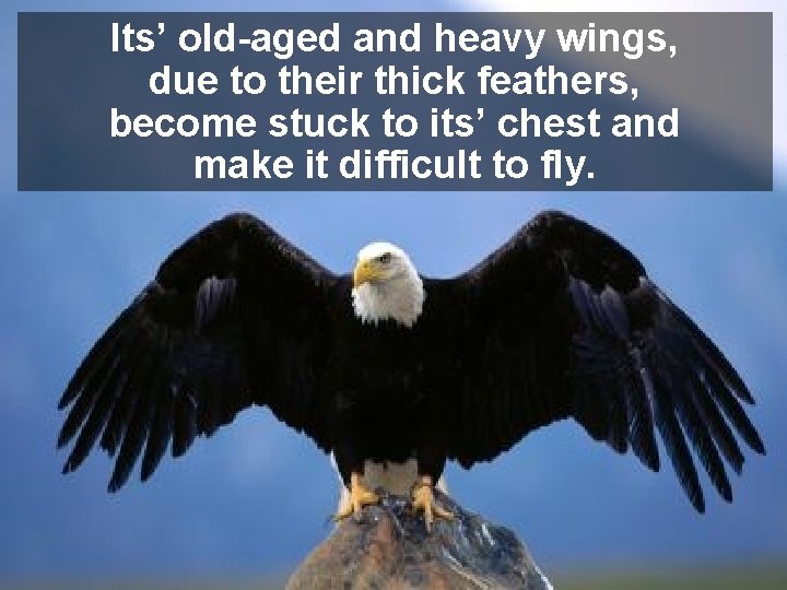 Its’ old-aged and heavy wings, due to their thick feathers, become stuck to its’