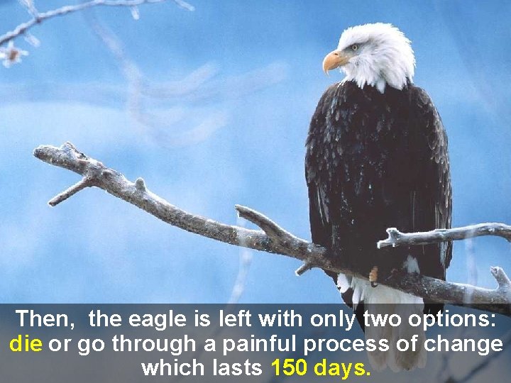 Then, the eagle is left with only two options: die or go through a