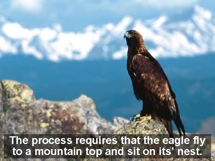 The process requires that the eagle fly to a mountain top and sit on