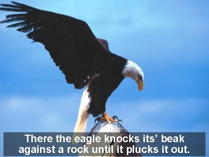 There the eagle knocks its’ beak against a rock until it plucks it out.