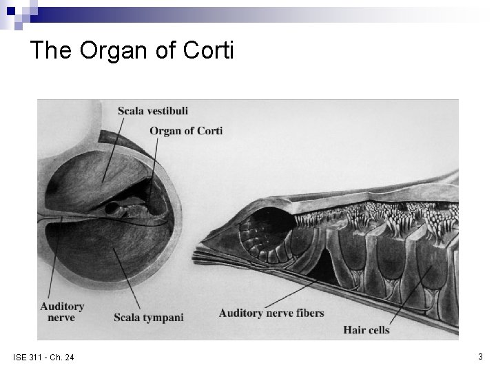 The Organ of Corti ISE 311 - Ch. 24 3 