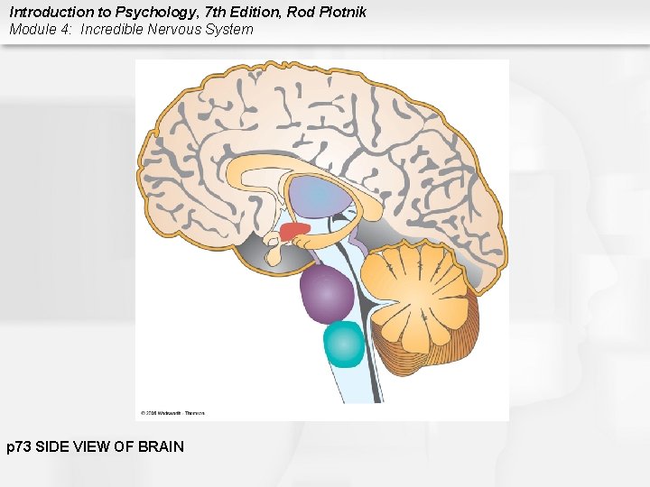 Introduction to Psychology, 7 th Edition, Rod Plotnik Module 4: Incredible Nervous System p