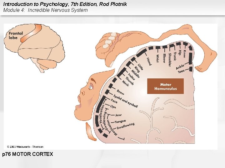 Introduction to Psychology, 7 th Edition, Rod Plotnik Module 4: Incredible Nervous System p