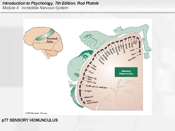 Introduction to Psychology, 7 th Edition, Rod Plotnik Module 4: Incredible Nervous System p
