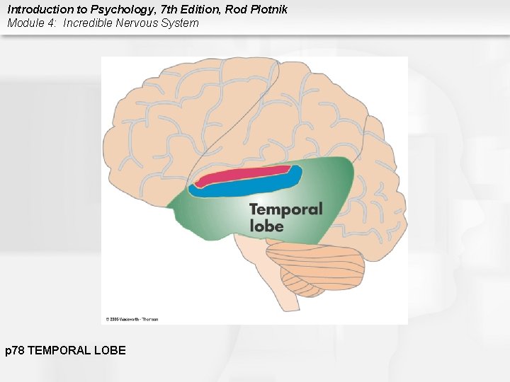 Introduction to Psychology, 7 th Edition, Rod Plotnik Module 4: Incredible Nervous System p