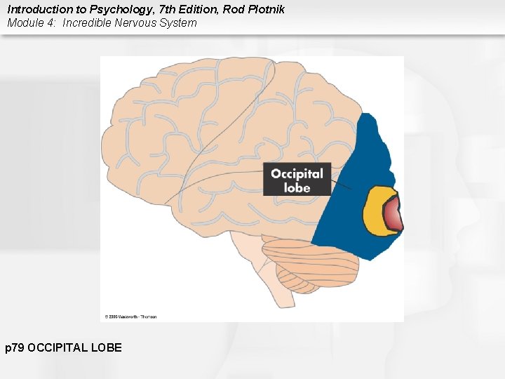 Introduction to Psychology, 7 th Edition, Rod Plotnik Module 4: Incredible Nervous System p