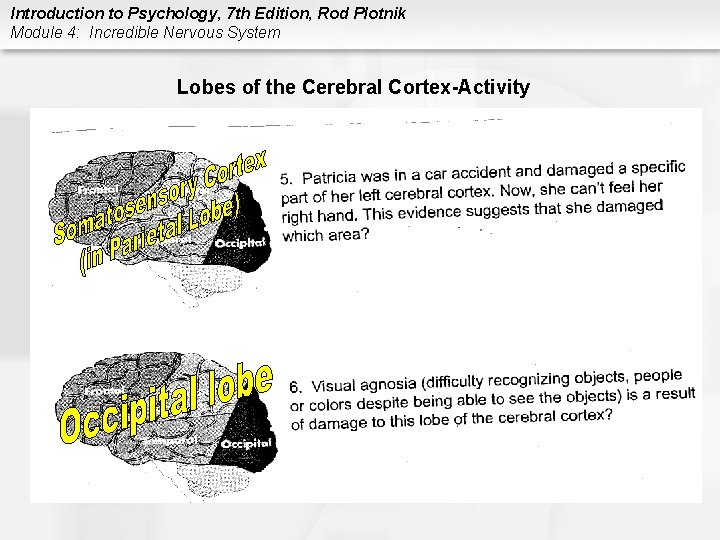 Introduction to Psychology, 7 th Edition, Rod Plotnik Module 4: Incredible Nervous System Lobes