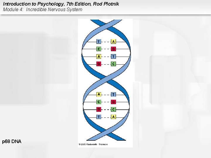 Introduction to Psychology, 7 th Edition, Rod Plotnik Module 4: Incredible Nervous System p