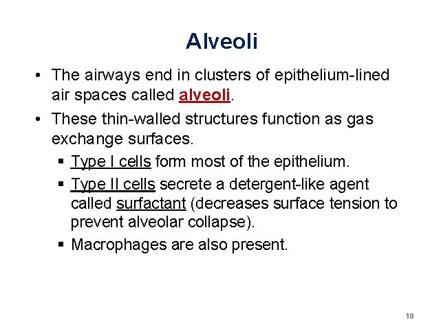 Alveoli • The airways end in clusters of epithelium-lined air spaces called alveoli. • Alveoli • The airways end in clusters of epithelium-lined air spaces called alveoli. •