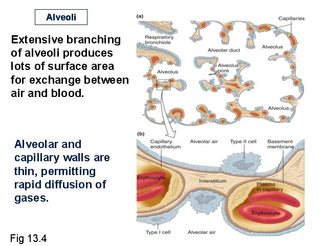 Alveoli Extensive branching of alveoli produces lots of surface area for exchange between air Alveoli Extensive branching of alveoli produces lots of surface area for exchange between air