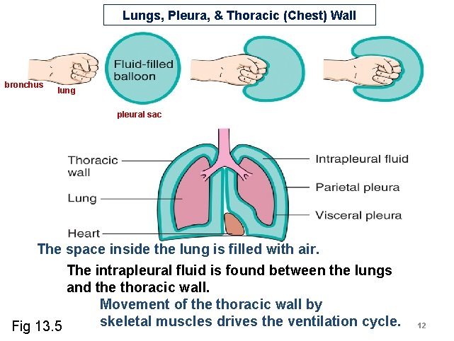 Lungs, Pleura, & Thoracic (Chest) Wall bronchus lung pleural sac The space inside the Lungs, Pleura, & Thoracic (Chest) Wall bronchus lung pleural sac The space inside the