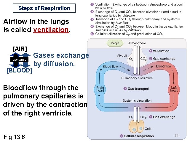 Steps of Respiration Airflow in the lungs is called ventilation. [AIR] EXCHANGE [BLOOD] Gases