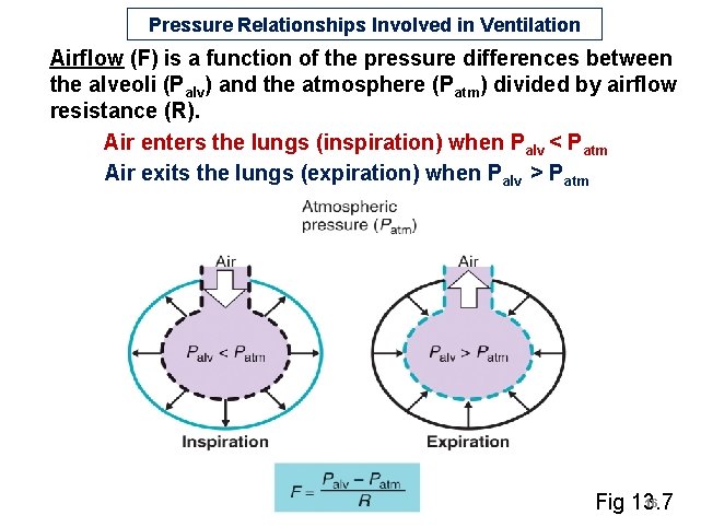 Pressure Relationships Involved in Ventilation Airflow (F) is a function of the pressure differences Pressure Relationships Involved in Ventilation Airflow (F) is a function of the pressure differences