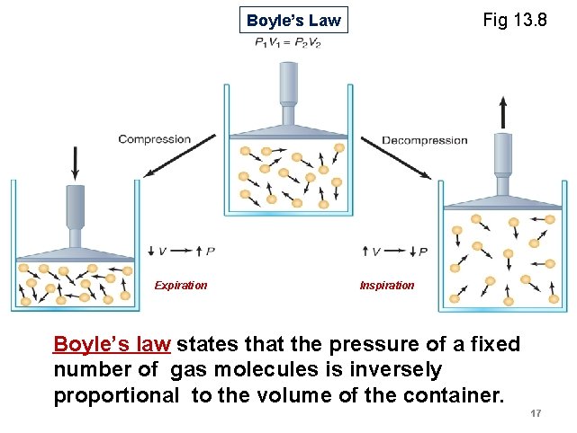 Fig 13. 8 Boyle’s Law Expiration Inspiration Boyle’s law states that the pressure of Fig 13. 8 Boyle’s Law Expiration Inspiration Boyle’s law states that the pressure of