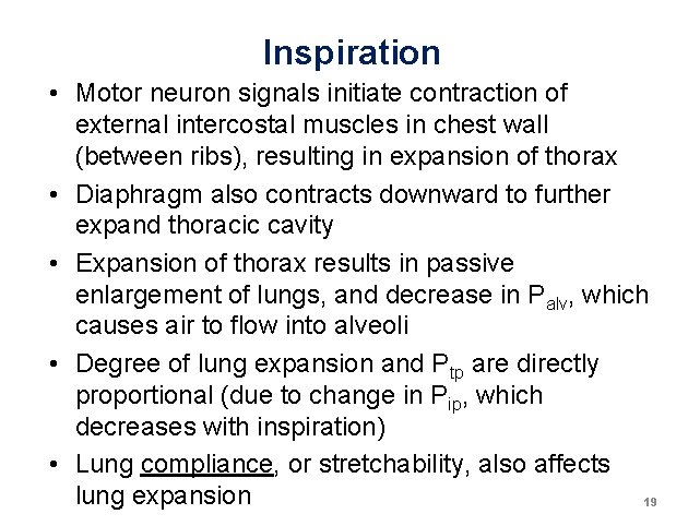 Inspiration • Motor neuron signals initiate contraction of external intercostal muscles in chest wall Inspiration • Motor neuron signals initiate contraction of external intercostal muscles in chest wall