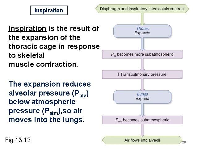 Inspiration is the result of the expansion of the thoracic cage in response to Inspiration is the result of the expansion of the thoracic cage in response to