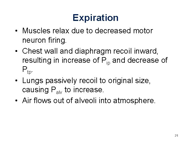 Expiration • Muscles relax due to decreased motor neuron firing. • Chest wall and Expiration • Muscles relax due to decreased motor neuron firing. • Chest wall and