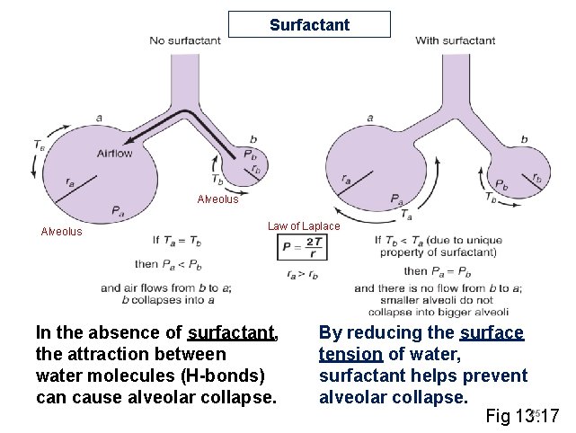 Surfactant Alveolus Law of Laplace In the absence of surfactant, the attraction between water Surfactant Alveolus Law of Laplace In the absence of surfactant, the attraction between water