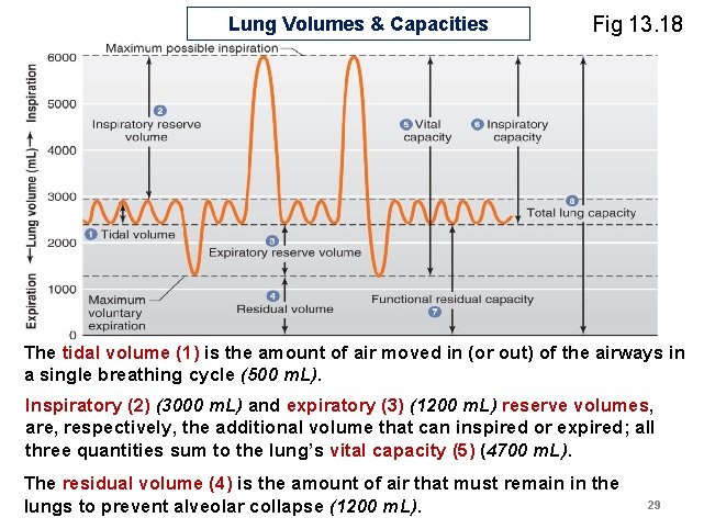 Lung Volumes & Capacities Fig 13. 18 The tidal volume (1) is the amount Lung Volumes & Capacities Fig 13. 18 The tidal volume (1) is the amount