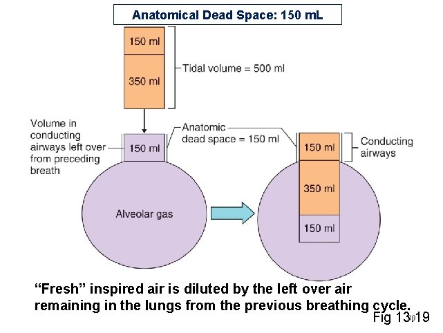 Anatomical Dead Space: 150 m. L “Fresh” inspired air is diluted by the left Anatomical Dead Space: 150 m. L “Fresh” inspired air is diluted by the left