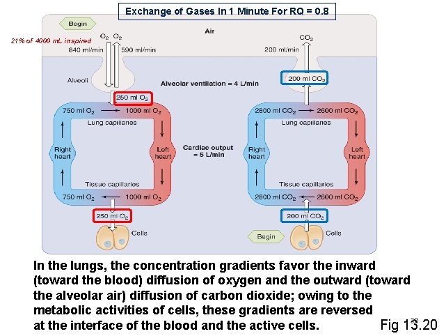 Exchange of Gases In 1 Minute For RQ = 0. 8 21% of 4000 Exchange of Gases In 1 Minute For RQ = 0. 8 21% of 4000