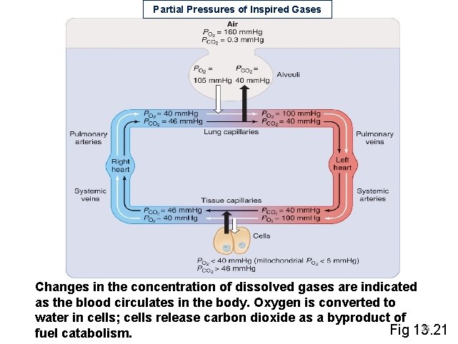 Partial Pressures of Inspired Gases Changes in the concentration of dissolved gases are indicated Partial Pressures of Inspired Gases Changes in the concentration of dissolved gases are indicated