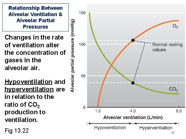 Relationship Between Alveolar Ventilation & Alveolar Partial Pressures Changes in the rate of ventilation Relationship Between Alveolar Ventilation & Alveolar Partial Pressures Changes in the rate of ventilation