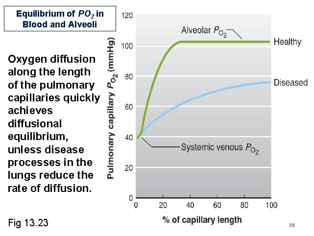 Equilibrium of PO 2 in Blood and Alveoli Oxygen diffusion along the length of Equilibrium of PO 2 in Blood and Alveoli Oxygen diffusion along the length of