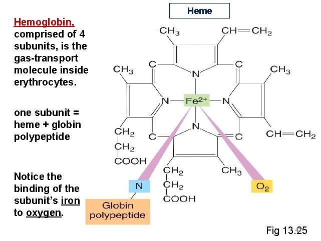 Heme Hemoglobin, comprised of 4 subunits, is the gas-transport molecule inside erythrocytes. one subunit Heme Hemoglobin, comprised of 4 subunits, is the gas-transport molecule inside erythrocytes. one subunit