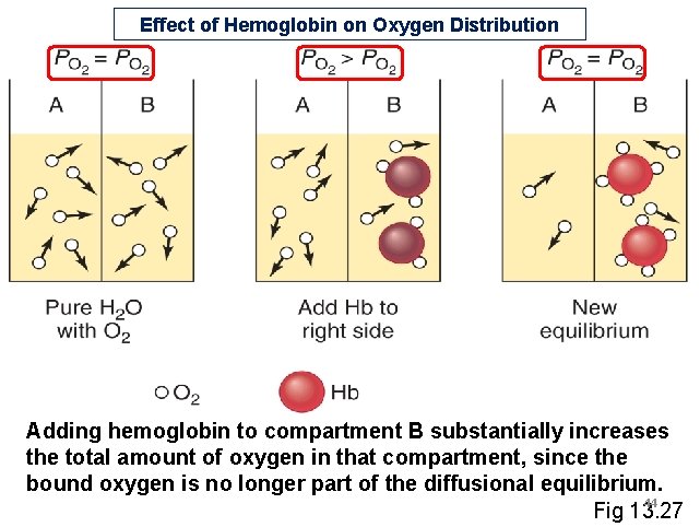 Effect of Hemoglobin on Oxygen Distribution Adding hemoglobin to compartment B substantially increases the Effect of Hemoglobin on Oxygen Distribution Adding hemoglobin to compartment B substantially increases the