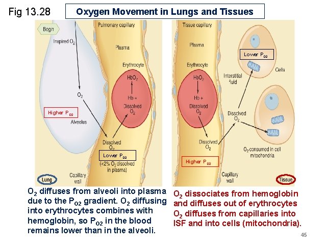 Fig 13. 28 Oxygen Movement in Lungs and Tissues Lower PO 2 Higher PO Fig 13. 28 Oxygen Movement in Lungs and Tissues Lower PO 2 Higher PO