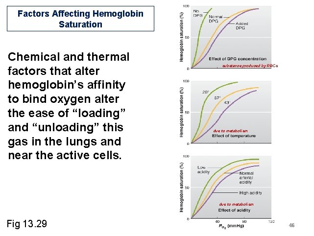 Factors Affecting Hemoglobin Saturation Chemical and thermal factors that alter hemoglobin’s affinity to bind Factors Affecting Hemoglobin Saturation Chemical and thermal factors that alter hemoglobin’s affinity to bind