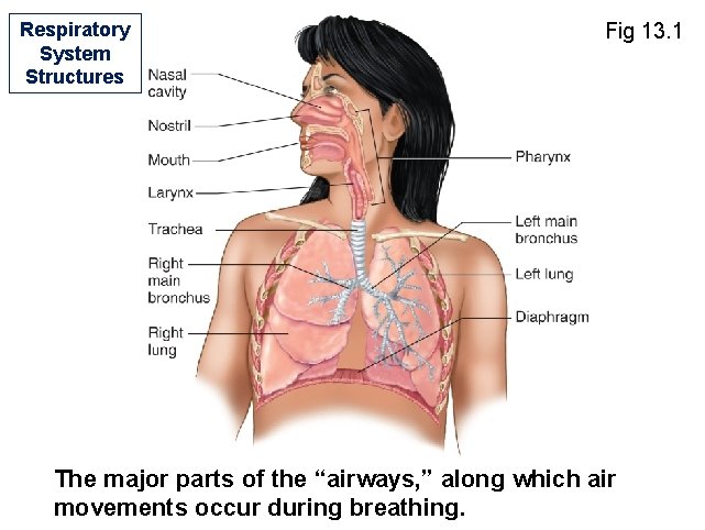 Respiratory System Structures Fig 13. 1 The major parts of the “airways, ” along Respiratory System Structures Fig 13. 1 The major parts of the “airways, ” along