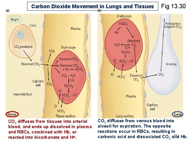 Carbon Dioxide Movement in Lungs and Tissues CO 2 diffuses from tissues into arterial Carbon Dioxide Movement in Lungs and Tissues CO 2 diffuses from tissues into arterial