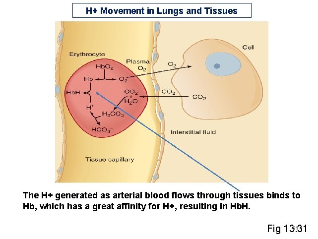H+ Movement in Lungs and Tissues The H+ generated as arterial blood flows through H+ Movement in Lungs and Tissues The H+ generated as arterial blood flows through