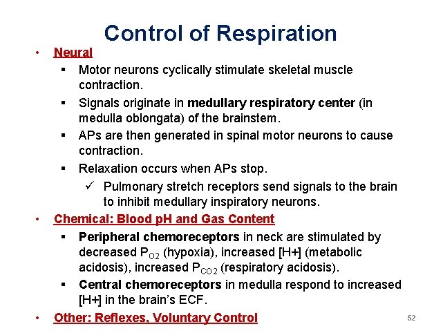 • • • Control of Respiration Neural § Motor neurons cyclically stimulate skeletal • • • Control of Respiration Neural § Motor neurons cyclically stimulate skeletal