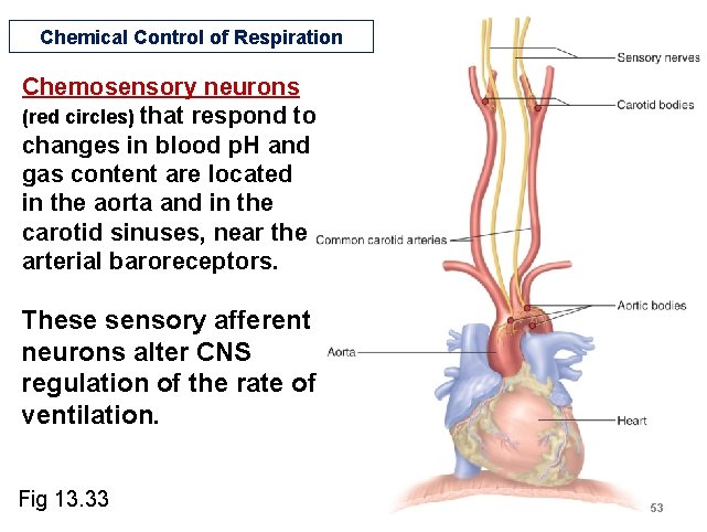 Chemical Control of Respiration Chemosensory neurons (red circles) that respond to changes in blood Chemical Control of Respiration Chemosensory neurons (red circles) that respond to changes in blood